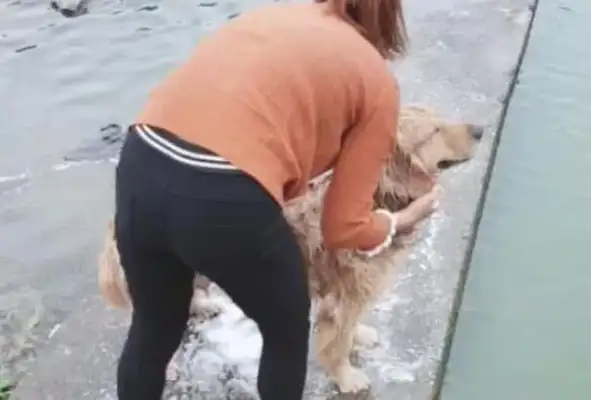 The master dog takes a bath, it's simple, it's clean