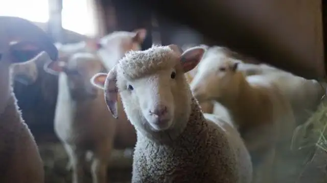 Do sheep recognize their master
