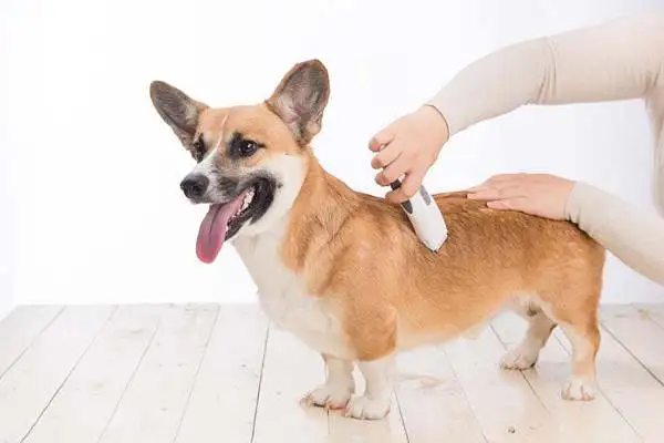 Does Kirkie lose his hair badly? How to solve the problem with the Koky Dog