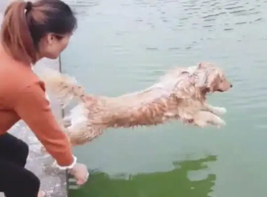 The master dog takes a bath, it's simple, it's clean