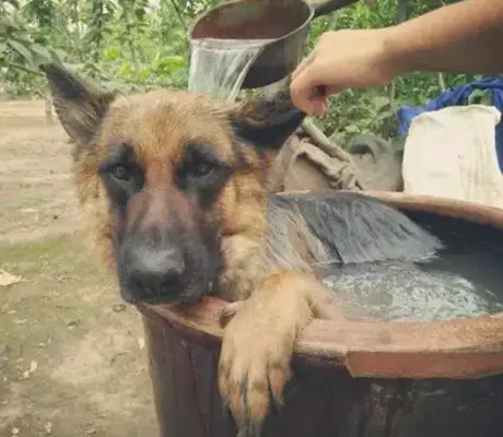 It's like a 200-pound kid who's happy with his bathing dog until the master starts smiling at the water