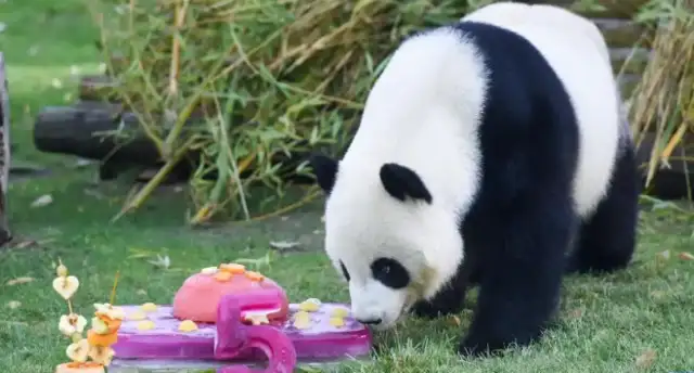 Happy birthday! The Madrid Zoo celebrates the big panda