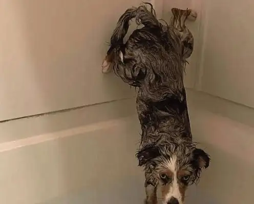 The dog is willing to bathe with the master, but he can't wet his ass