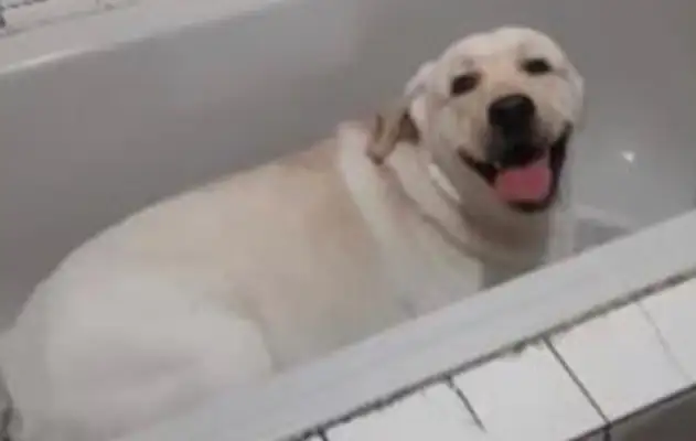 I'm taking a shower at the pet store. I can't wait to find a pretty lady