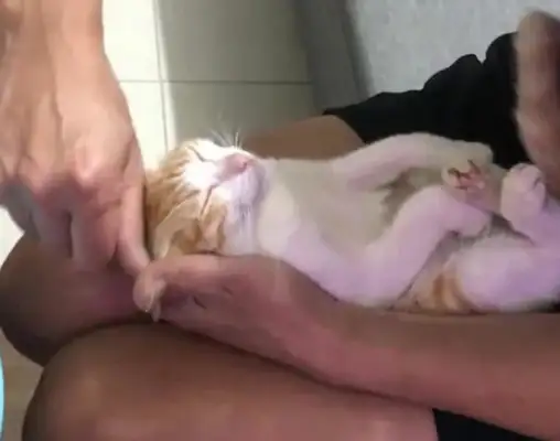 Grandpa taught his son to bathe his newborn, and the cat gave it to the act