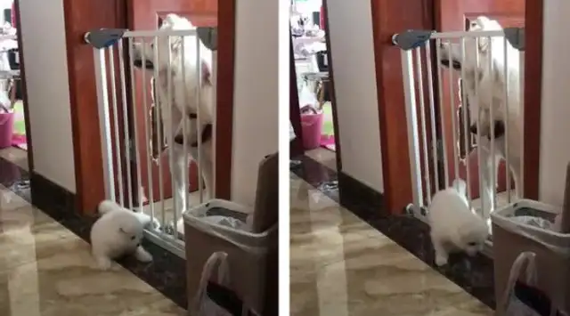 Samoye's three-member team tried to get his son out of jail to steal snacks