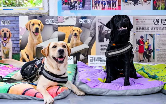 Zhengzhou guide dog service is donated by the company to pave the way for the warmth of the guide dog