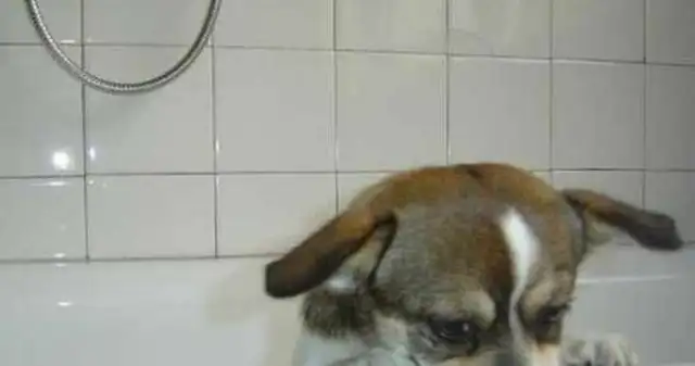 The dog refused to bathe, the master pretended to be sulking. The dog was so cute the next second