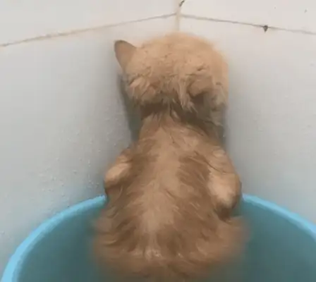 The woman took a bath for the cat, took a call and came back for a look