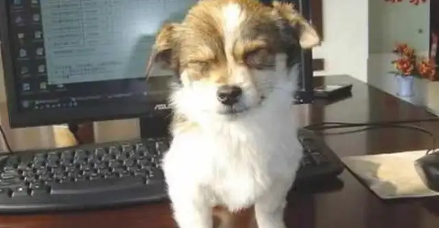The dog refused to bathe, the master pretended to be sulking. The dog was so cute the next second