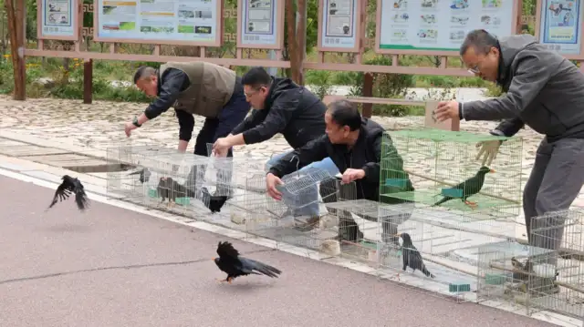 The Taihara released 48 wild birds