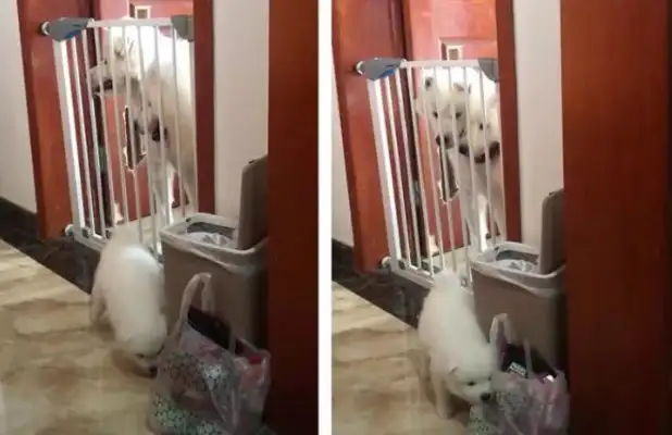 Samoye's three-member team tried to get his son out of jail to steal snacks