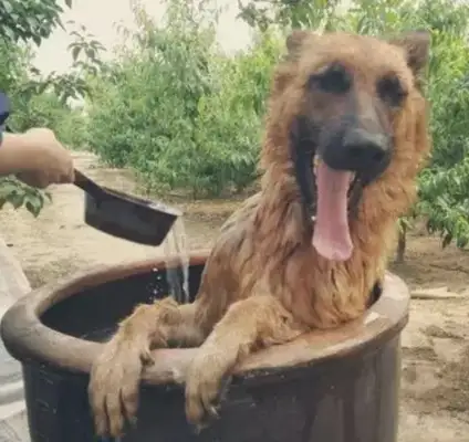 It's like a 200-pound kid who's happy with his bathing dog until the master starts smiling at the water