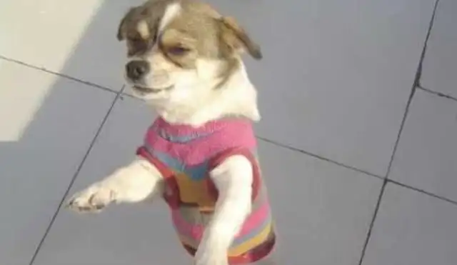 The dog refused to bathe, the master pretended to be sulking. The dog was so cute the next second
