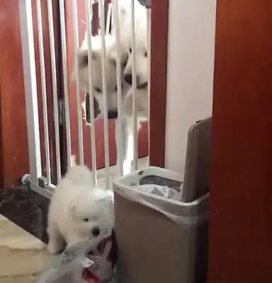 Samoye's three-member team tried to get his son out of jail to steal snacks