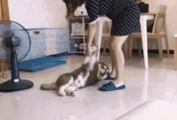 Little Alaska doesn't want to take a bath and lie down. The master won't give it a chance