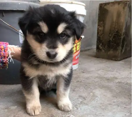 The little dog showed up next to the trash can, and immediately after the bath, the little guy looked up to a level