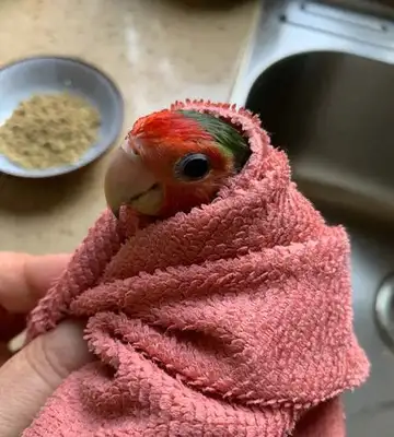 How can a parrot dry after a bath