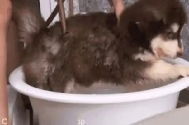 Little Alaska doesn't want to take a bath and lie down. The master won't give it a chance
