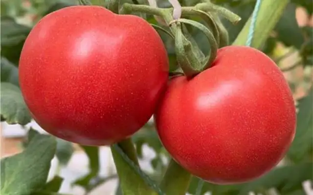 Do dogs eat tomatoes