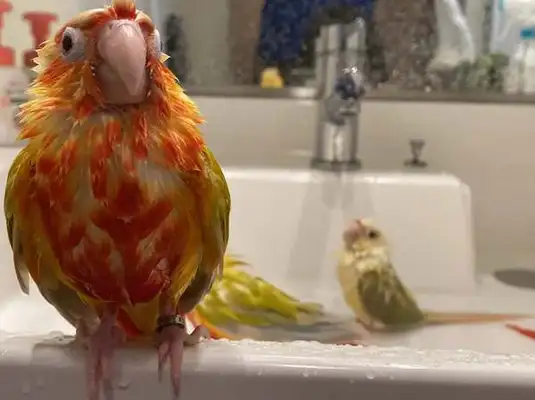 How can a parrot dry after a bath