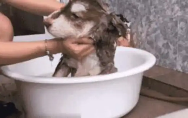 Little Alaska doesn't want to take a bath and lie down. The master won't give it a chance