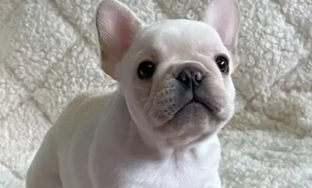 "Moving Love": One-stop smart pet solutions in China