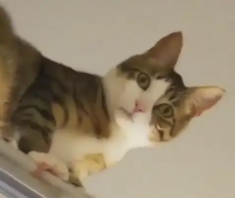 The master in the shower felt someone peeking, looking up, laughing at me. Cat: I was protecting you