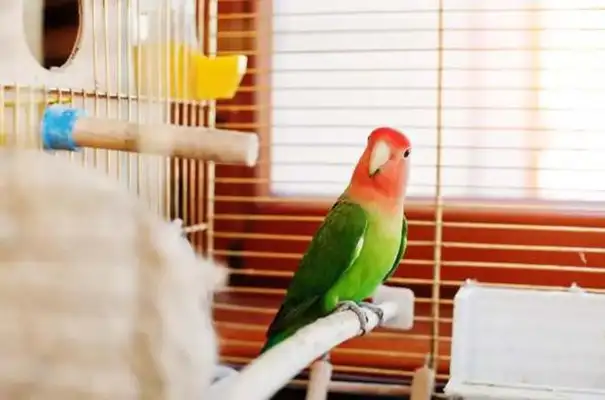 How can a parrot dry after a bath
