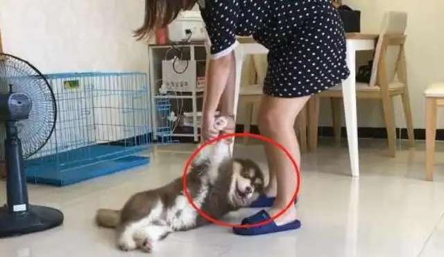 Little Alaska doesn't want to take a bath and lie down. The master won't give it a chance