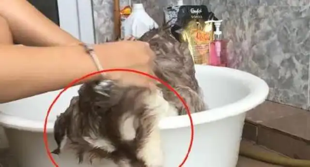 Little Alaska doesn't want to take a bath and lie down. The master won't give it a chance