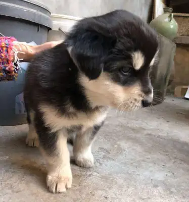 The little dog showed up next to the trash can, and immediately after the bath, the little guy looked up to a level