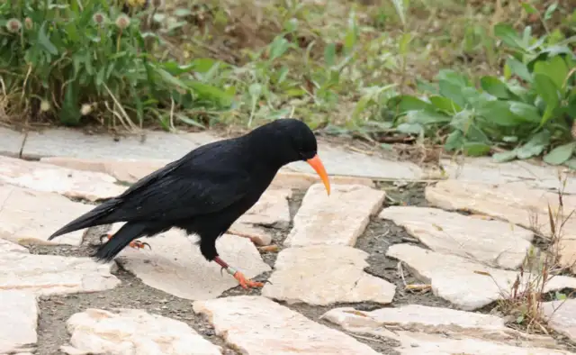 The Taihara released 48 wild birds