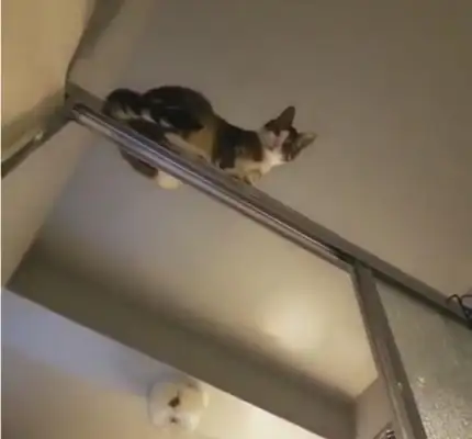 The master in the shower felt someone peeking, looking up, laughing at me. Cat: I was protecting you
