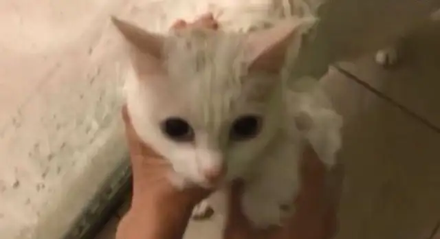 The cat-magic sour accidentally makes the body smell like shit