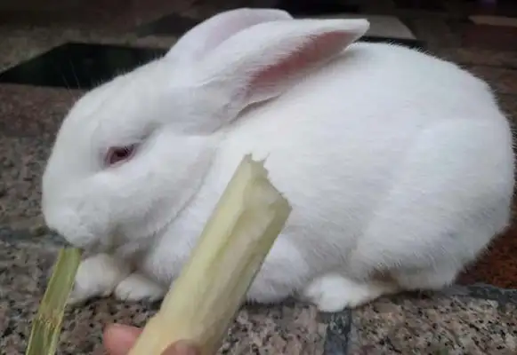Can rabbits eat sugar cane
