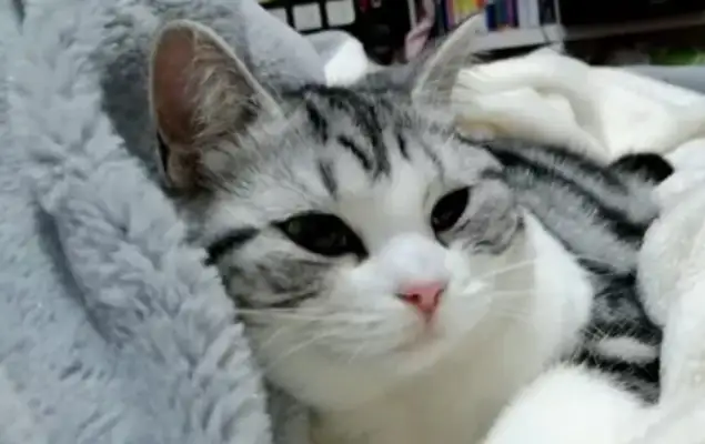Cats suddenly twitched to death in the shower, and women claimed $5,000: Why did they wash the screams