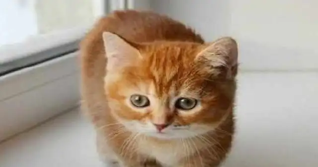 Buy a cat back at the neighbor's house, go home and take a bath