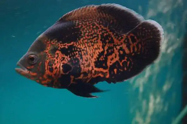 What about the mapfish eye
