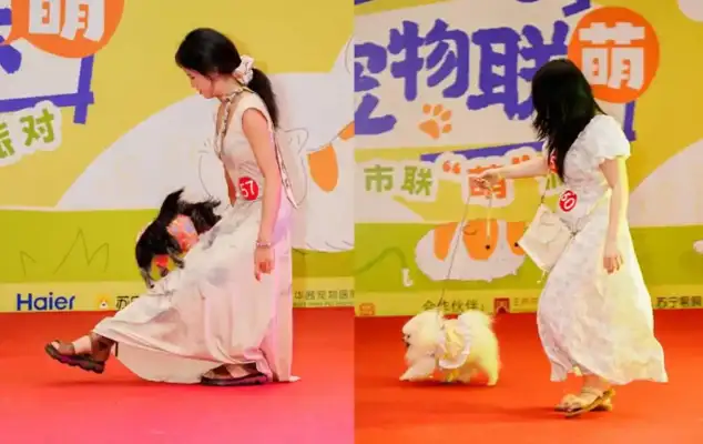 Chengdu's favorite carnival: nearly 200 family groups to build a pet star