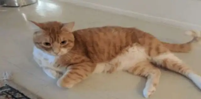 Buy a cat back at the neighbor's house, go home and take a bath
