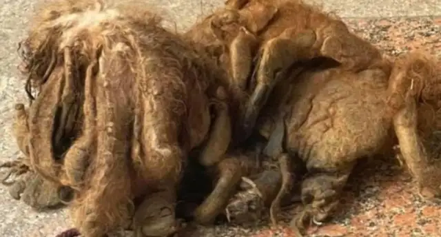 Teddy's dog hasn't bathed in six years, and his hair's a dead end. It's..