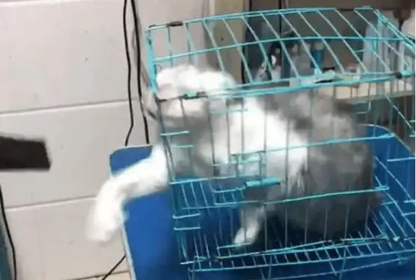 Take the cat to the pet store and wash it to half the boss