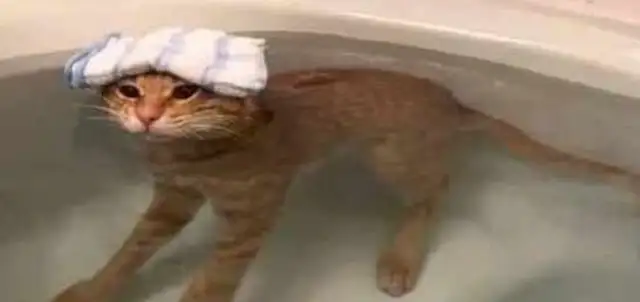 Buy a cat back at the neighbor's house, go home and take a bath