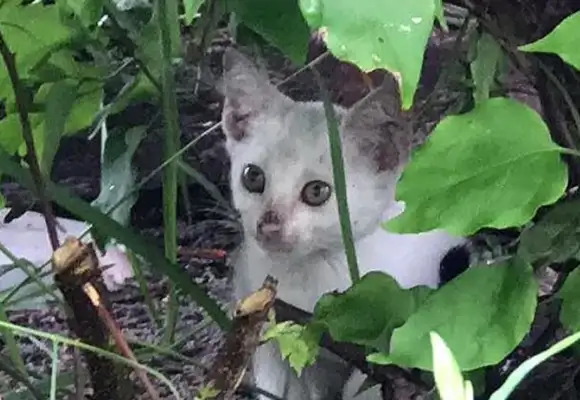Mama was chased after stealing snacks, couldn't take the cat, but the cat was saved by a photograph