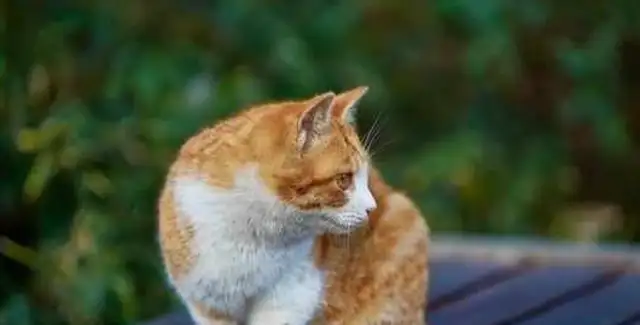 Buy a cat back at the neighbor's house, go home and take a bath