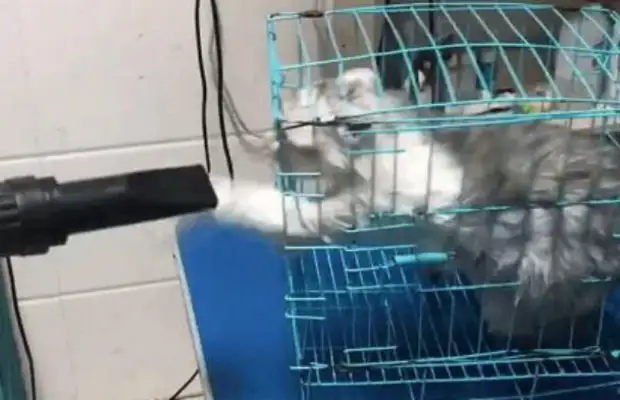 Take the cat to the pet store and wash it to half the boss