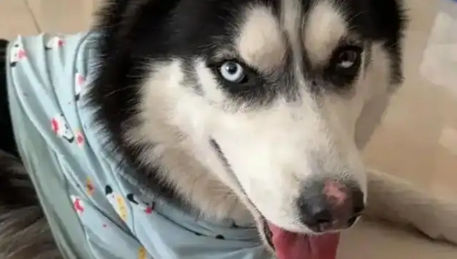 Dogs are scolded for taking their babies to their master's ex-girlfriend: emotional stability is important
