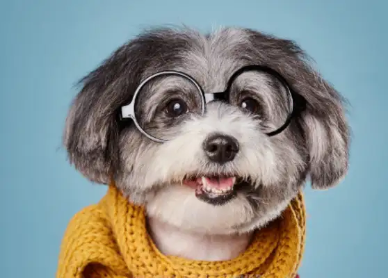 Hunan's dog was cut off in the shower, the merchants were so mean, the guys were so aggressive