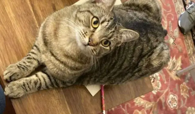 Cats are standing there every day after they pick up snacks